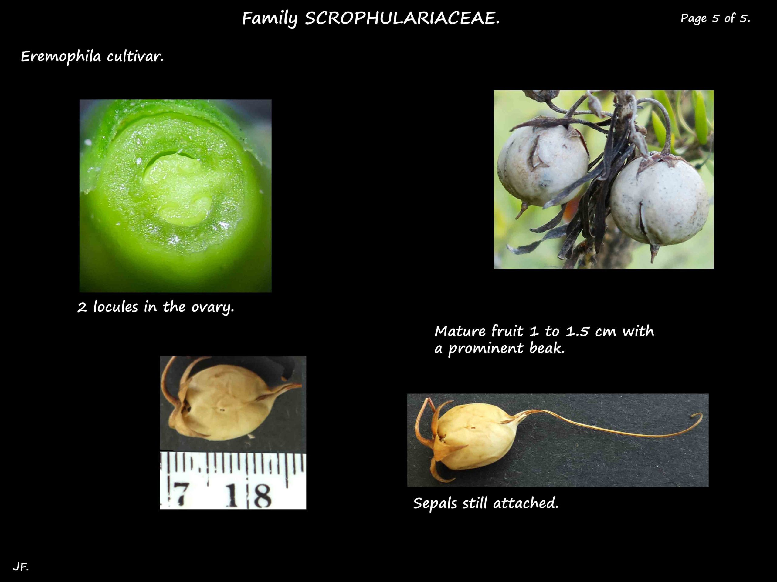 7 Eremophila bignoniiflora cultivar fruit